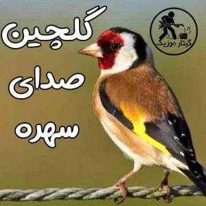دانلود صدای سهره نر و ماده صوتی mp3 با لینک مستقیم