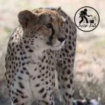 دانلود آهنگ дикая львица