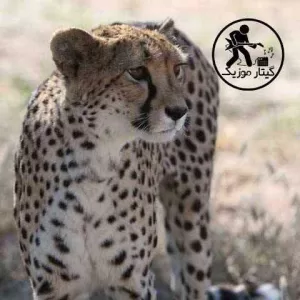 دانلود آهنگ дикая львица