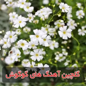 گلچین آهنگ های گوگوش