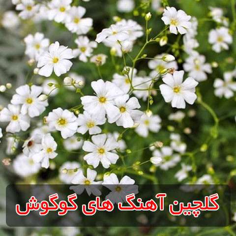 گلچین آهنگ های گوگوش