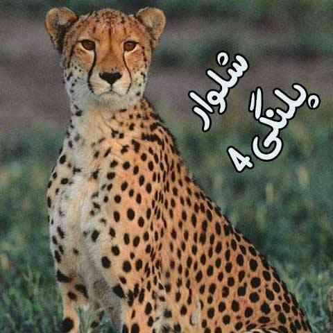 دانلود آهنگ شلوار پلنگی 4