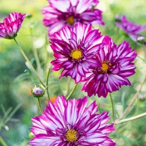 سیبل جان اوستومه گلمه اینانامام