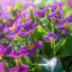 آهنگ من سنی قلبیمه گیزلمیشم