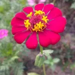 دانلود آهنگ داداشی پیکت خالی روی میزه