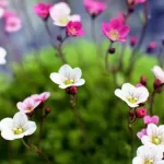 ریمیکس آهنگ ارزش داره سرتاپای تورو طلا بگیرم