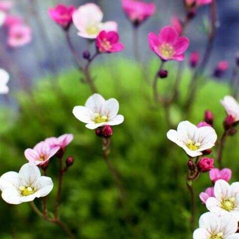 ریمیکس آهنگ ارزش داره سرتاپای تورو طلا بگیرم