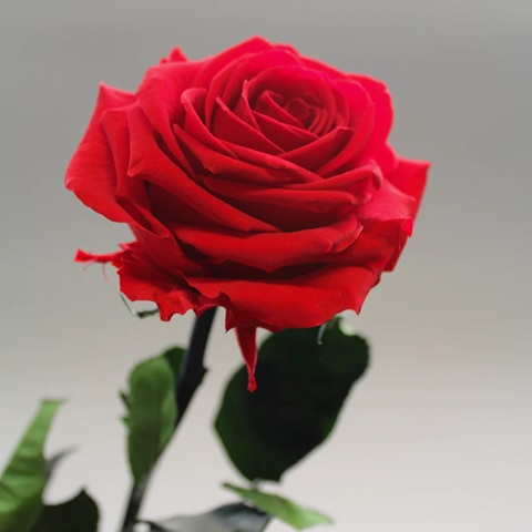 دانلود آهنگ ریری پیکمی