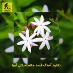 دانلود آهنگ قصد جانم میکنی آیوا