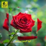 دانلود آهنگ آیوا گیسو پریشان
