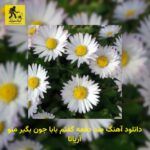 دانلود آهنگ صد دفعه گفتم بابا جون بگیر منو آریانا