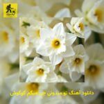 دانلود آهنگ تو میدونی چی میگم گوگوش