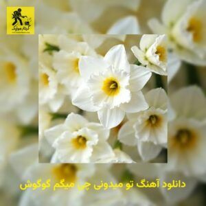 دانلود آهنگ تو میدونی چی میگم گوگوش