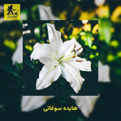 دانلود آهنگ هایده سوغاتی