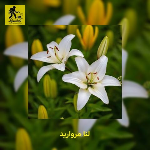 دانلود آهنگ لنا مروارید