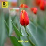 دانلود آهنگ سارن لبخند